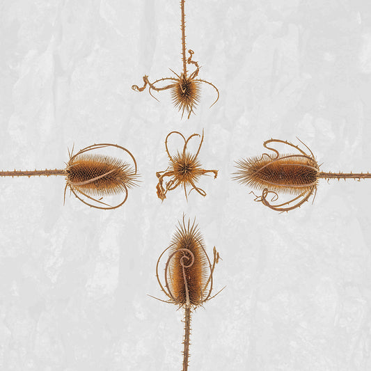Geometria Carduina